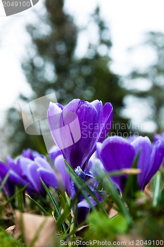 Image of Crocus In Grass