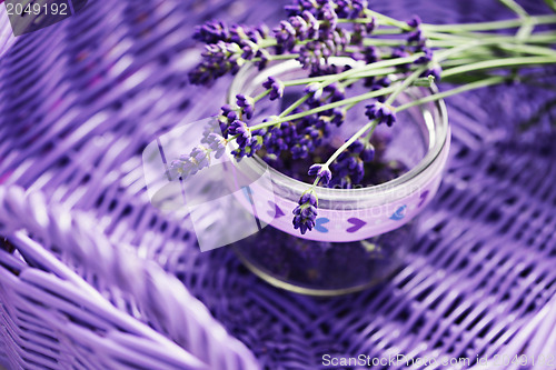 Image of lavender flowers