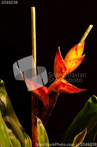 Image of Lobster Claw / Heliconia flower