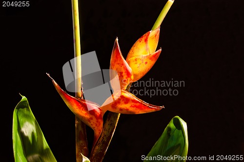 Image of Lobster Claw / Heliconia flower