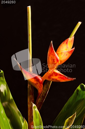 Image of Lobster Claw / Heliconia flower