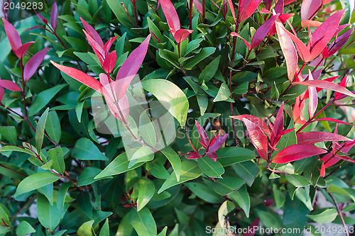 Image of Closeup a bunch of Christina leaf 