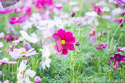 Image of Field of colorful beautiful Cosmos Flower