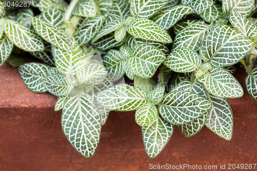 Image of Lush foliage grow in clay pot