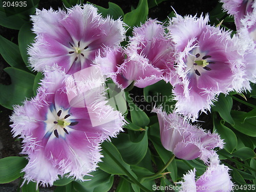 Image of Fluffy tulips