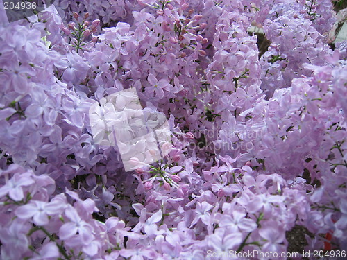 Image of Lilacs close up