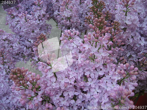 Image of Violet lilacs