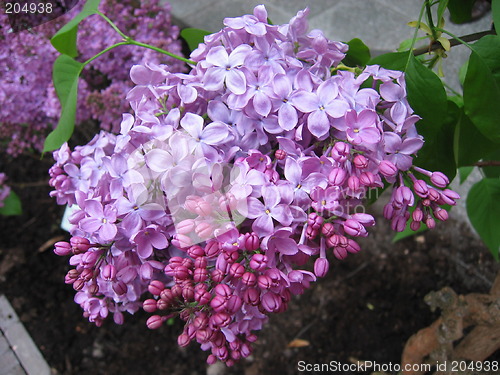 Image of Lilacs