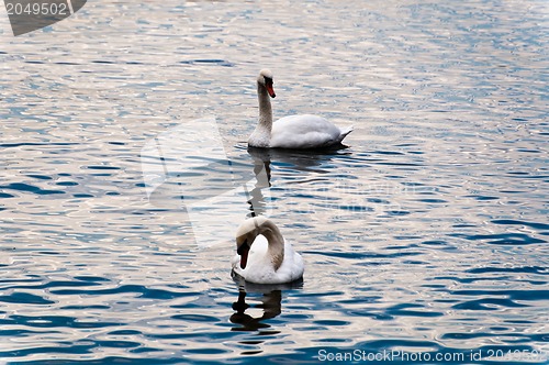 Image of Swans in Lake Constance