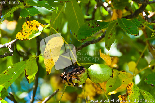 Image of Walnuts on the tree