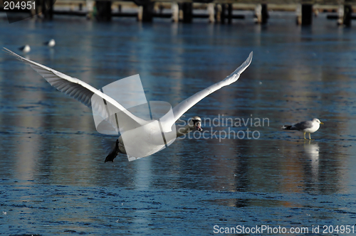 Image of Flying swan