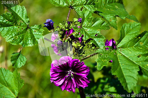 Image of Hollyhock