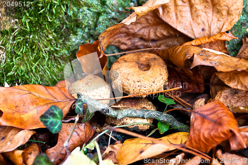 Image of Fall scenery with mushrooms