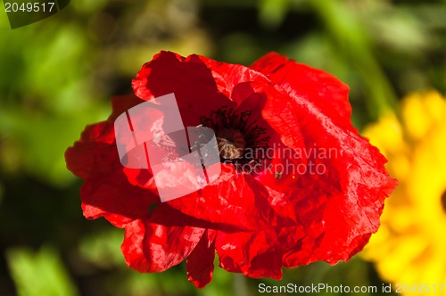 Image of Red Poppy Flower