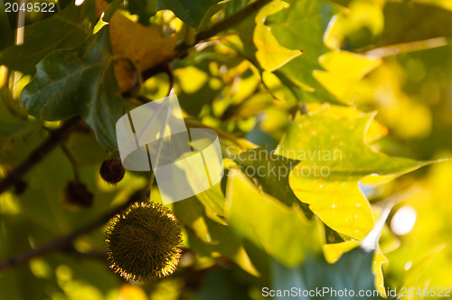 Image of Sycamore fruits and leaves