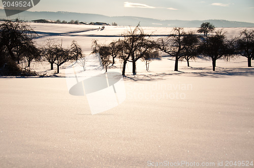 Image of Walking in powder snow