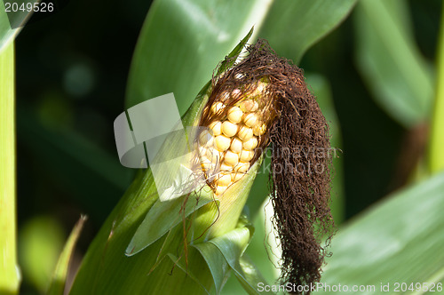 Image of Growing Corn