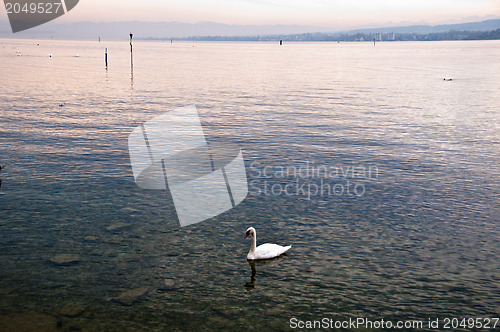 Image of Swan in Lake Constance