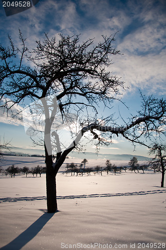 Image of Winter Tree