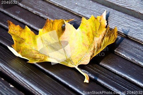 Image of Maple leaf on wooden bench