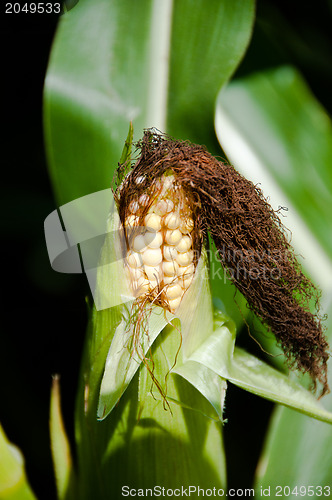 Image of Growing Corn