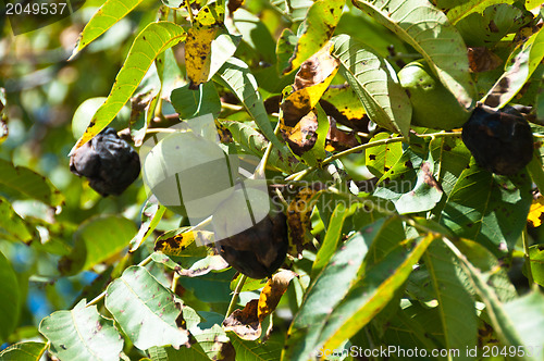 Image of Walnuts on the tree