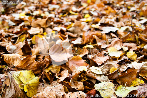 Image of Fall leaves