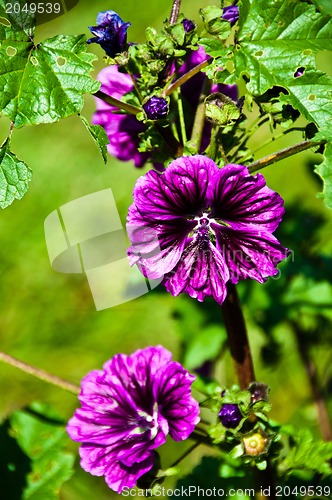 Image of Hollyhock