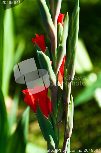 Image of Gladiolus