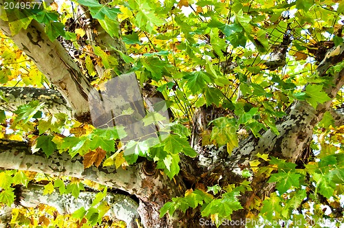 Image of Plane tree in fall