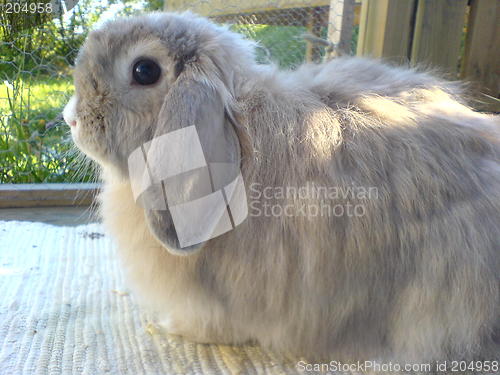 Image of Rabbit