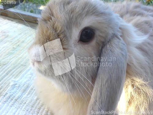 Image of Rabbit portrait