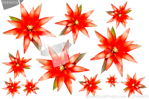 Image of Red flowers isolated