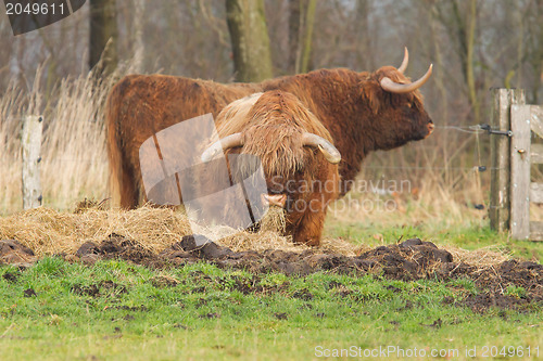 Image of Portrait of typical scottish bulls