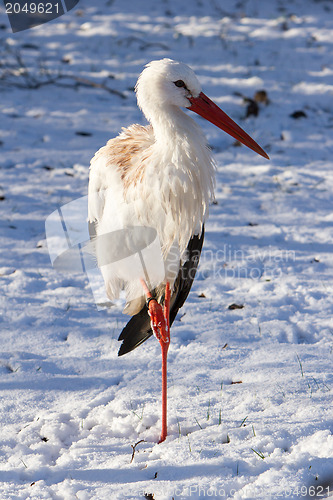 Image of Adult stork standing in the snow