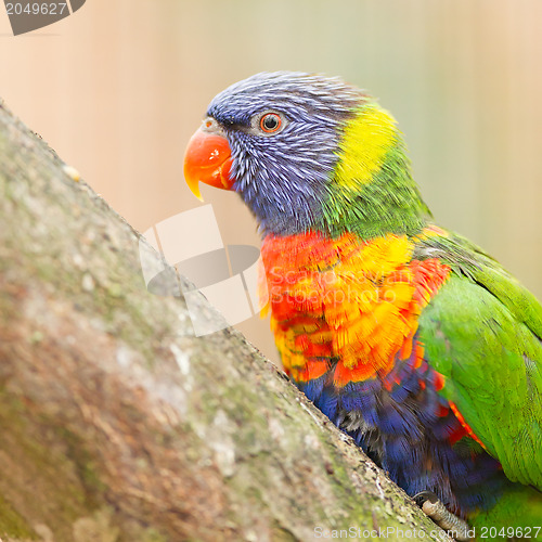 Image of Australian rainbow lorikeet