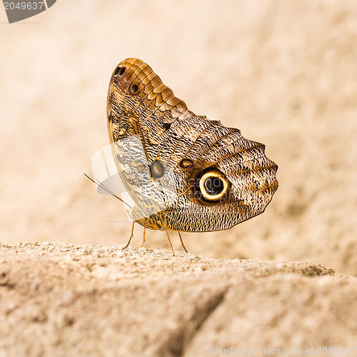 Image of Large butterfly sitting on a rock