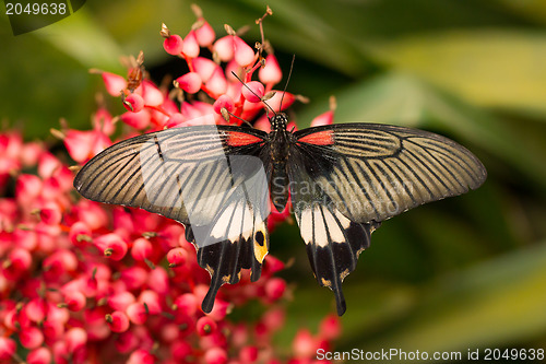 Image of Butterfly insects pachliopta aristolochiae