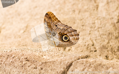 Image of Large butterfly sitting on a rock