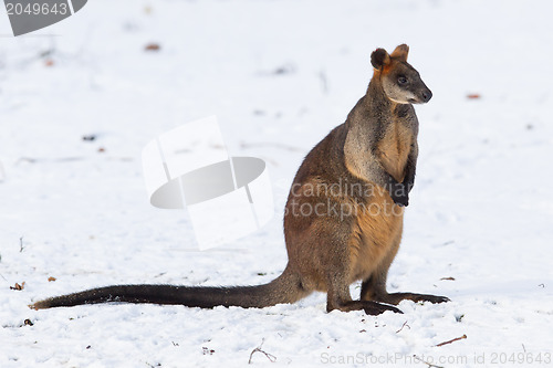 Image of Swamp wallaby in the snow