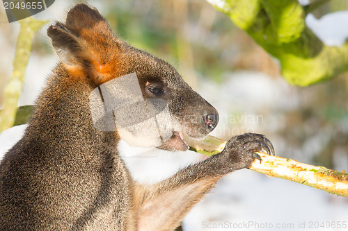 Image of Swamp wallaby in the snow, eating