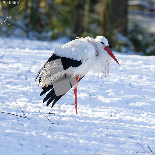 Image of Adult stork standing in the snow