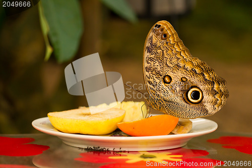 Image of Large butterfly eating