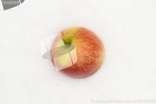 Image of Red apple in the snow