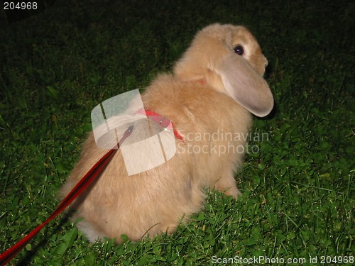 Image of Rabbit out for a walk