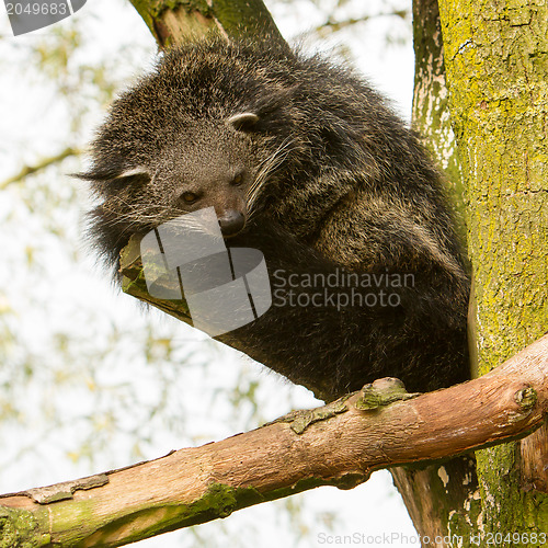 Image of Close-up of a Binturong (Arctictis binturong)