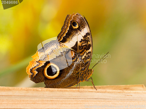 Image of Large butterfly sitting on a rock