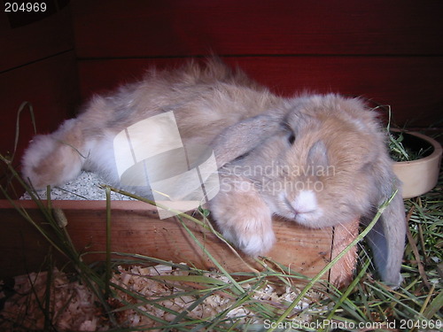 Image of Rabbit relaxing