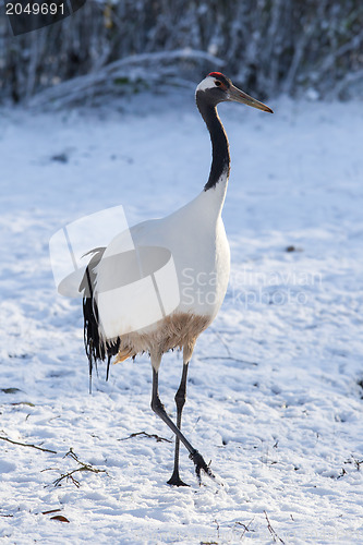 Image of Red-crowned Crane (Grus japonensis)