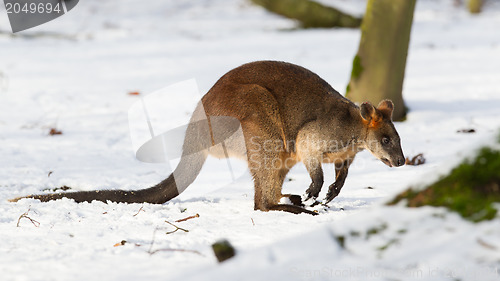 Image of Swamp wallaby in the snow